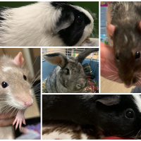 Critters - Furry Friday - 12-10-2021