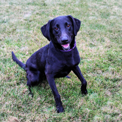 Furry Fridays On The Point