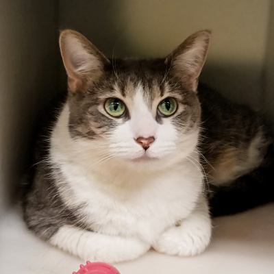 Furry Fridays On The Point