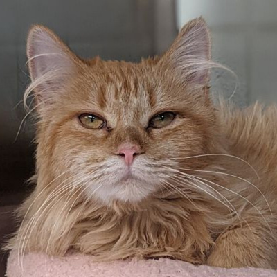 Furry Fridays On The Point