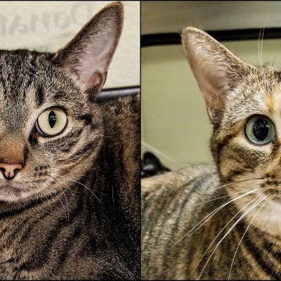 Furry Fridays On The Point