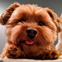 Creating Watsons Counter with James Lim