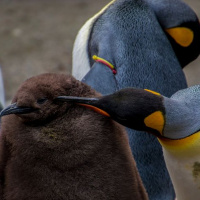 #126 Helicopter Parenting