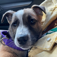 #323 Ginger Comes Home