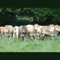 La falta de relevo generacional complica el futuro del sector agroganadero