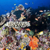 Perdere il pianeta blu. Intervista a Giorgia Monti