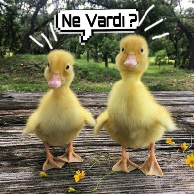 Ne Vard? ?