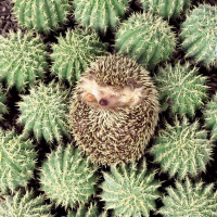 动物_森林 刺猬 hedgehog