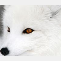 动物_极地 狐狸 arctic fox