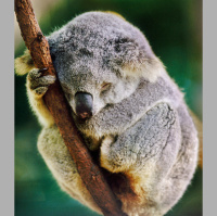 动物_澳洲 考拉 koala