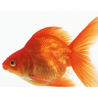 动物_宠物 金鱼 goldfish