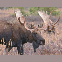 动物_极地 驼鹿 moose