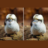 动物_澳洲 笑翠鸟 kookaburra