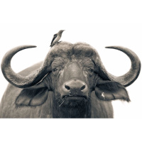 动物_非洲 水牛 buffalo