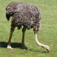 动物_非洲 鸵鸟 ostrich