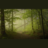 动物_森林 森林 forest