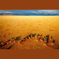 动物_非洲 非洲平原 African Plains