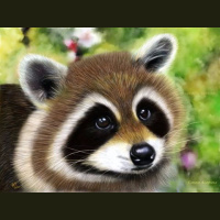 动物_森林 浣熊 raccoon