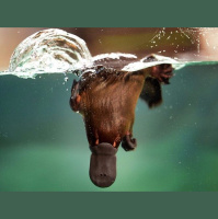 动物_澳洲 鸭嘴兽 platypus