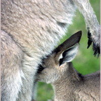 动物_澳洲 袋鼠宝宝 joey