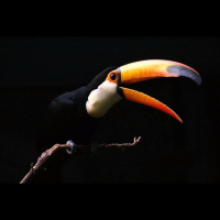 动物_雨林 巨嘴鸟 toucan