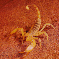 动物_沙漠 蝎子 scorpion