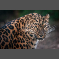 动物_非洲 豹 leopard