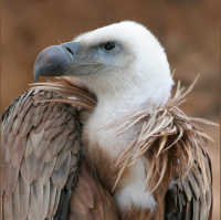 动物_沙漠 秃鹰 vulture