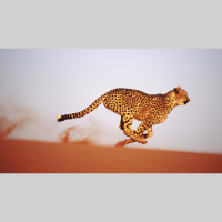 动物_非洲 猎豹 cheetah