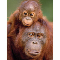 动物_雨林 猩猩 orangutang