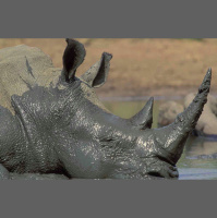 动物_非洲 犀牛 rhinoceros