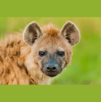 动物_非洲 鬣狗 hyena