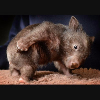 动物_澳洲 袋熊 wombat