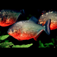 动物_雨林 水虎鱼 piranha