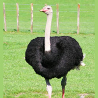 动物_澳洲 鸸鹋 emu