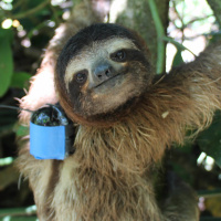 Why Are Sloths Wearing Tiny Backpacks?