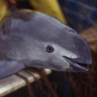 The Uncertain Fate of the Vaquita