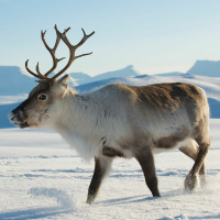 Everything You Wanted to Know About Reindeer and their Future in the Great White North