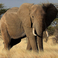 Africas Savanna Elephants in Trouble