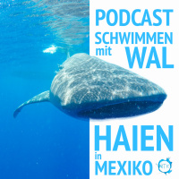 Schwimmen mit Walhaien in Mexiko - Urlaubspodcast - Episode 2 Teil 1