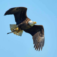 1017 - Os esteriótipos americanos! {Part II}