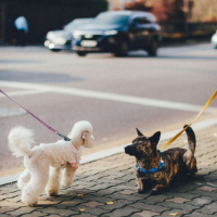 891 - Você trava quando tenta falar inglês?