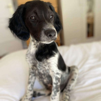 616 - Buddy, o novo integrante do Inglês Nu E Cru!