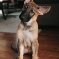 981 - TWO, TO e TOO. Tem diferença na pronúncia? [Ask Me Anything]