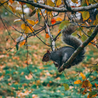 898 - Como um esquilo pode te ajudar com preposições