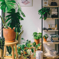 570 - Bons hábitos: plantas e jardinagem, em inglês!