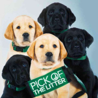 745 - Pick Of The Litter na Disney Plus!