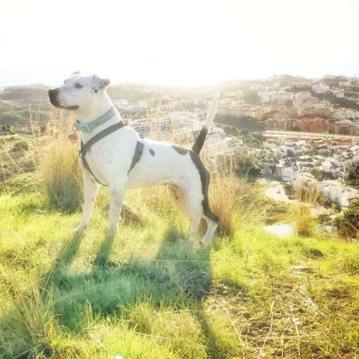 Inglês Nu E Cru Rádio