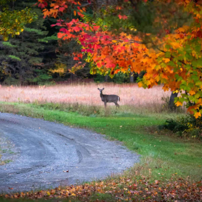 Inglês Nu E Cru Rádio