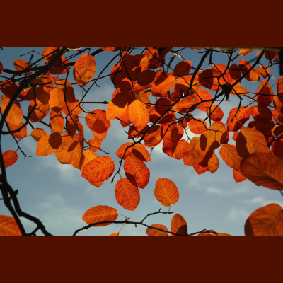 Sächsische Verhältnisse